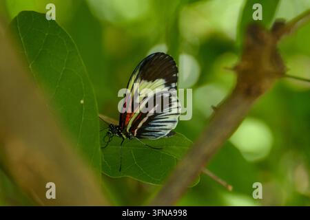 Schmetterling Stockfoto