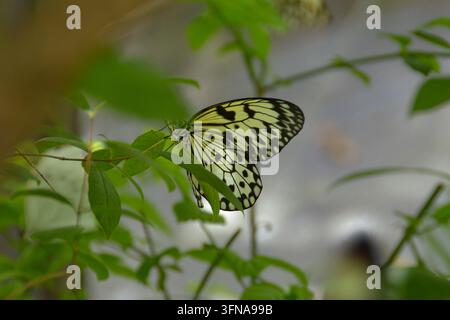 Schmetterling Stockfoto