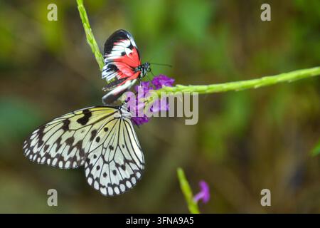 Schmetterling Stockfoto