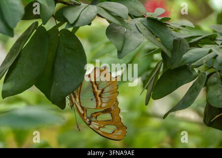 Schmetterling Stockfoto