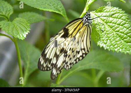 Schmetterling Stockfoto
