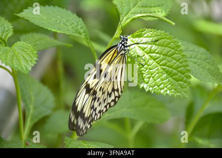 Schmetterling Stockfoto