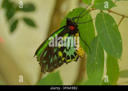 Schmetterling Stockfoto