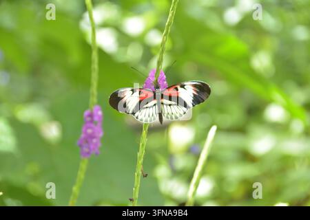 Schmetterling Stockfoto