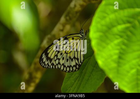 Schmetterling Stockfoto