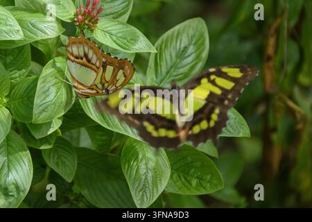 Schmetterling Stockfoto