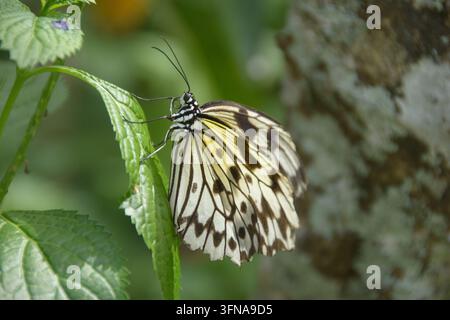 Schmetterling Stockfoto