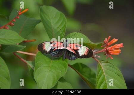 Schmetterling Stockfoto