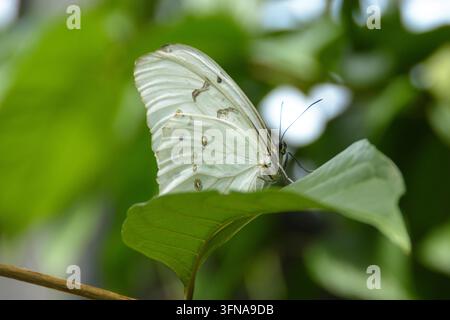 Schmetterling Stockfoto