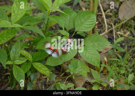 Schmetterling Stockfoto