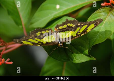 Schmetterling Stockfoto
