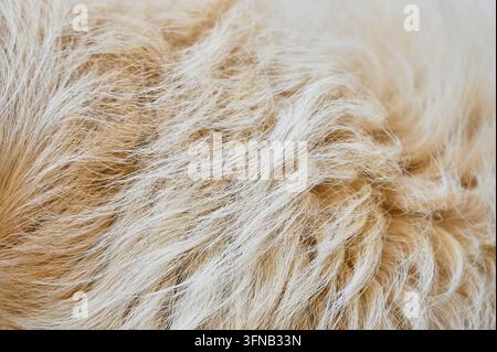 detaillierte Fotografie, die die weiche, wellige Textur und die zarten Fasern von hellbeigem Tierfell oder Wolle zeigt Stockfoto