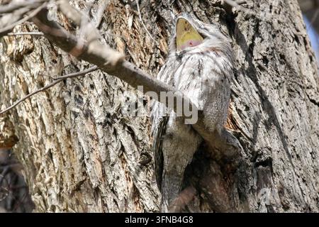 Ein Tawney Frogmouth gähnt, während er auf einem Ast im Fitzroy Gardens im Osten Melbournes, Victoria, ruht, wobei seine Tarnung es leicht macht, ihn zu übersehen. Stockfoto