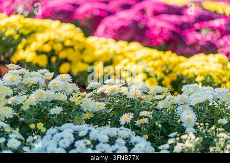 Nahaufnahme eines lebendigen, dicht bepflanzten Blumengartens mit rosa, gelben und weißen Blüten. Jede Blume zeigt kunstvolle Muster Natur Stockfoto