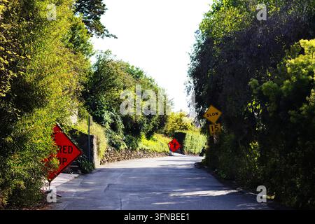 Schmale Landstraße, die von üppigen grünen Bäumen und Laub gesäumt ist. Leuchtend rote Warnschilder markieren einen kurvenreichen Weg voraus. Gesprenkeltes Sonnenlicht dringt durch das dichte Stockfoto