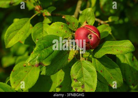 Beschädigter roter Apfel mit Rissen, der an einem Ast hängt Stockfoto