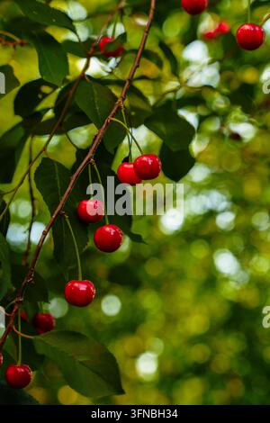 Nahaufnahme von Ästen mit roten Kirschbeeren an einem Baum, hellgrüne Blätter Stockfoto