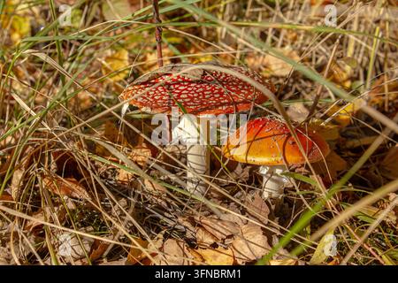 Rote Fliegenpilze wachsen in trockenem Herbstgras, Amanita muscaria in sonnenbeschienem Wald mit abgefallenen Blättern und saisonaler Waldatmosphäre Stockfoto