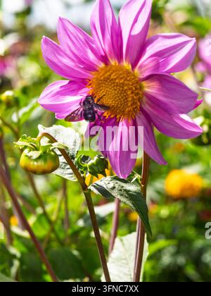 Eine Nahaufnahme eines schwarzen Holzbienen, der Pollen auf dem leuchtend gelben Zentrum einer strahlend rosa Dahlienblüte in voller Blüte sammelt. Stockfoto