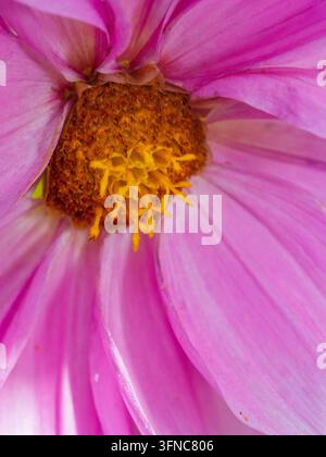 Eine Makro-Nahaufnahme, die das detaillierte Zentrum einer leuchtend rosa Dahlie in voller Blüte auf einer traditionellen Blumenfarm in Santa Helena einfängt Stockfoto