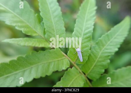 Weißer Zitrusflachkäfer Metcalfa pruinosa, der auf einem grünen Farnblatt ruht, detaillierte Makro-Naturfotografie von Wildtieren in einem üppigen Garten Stockfoto