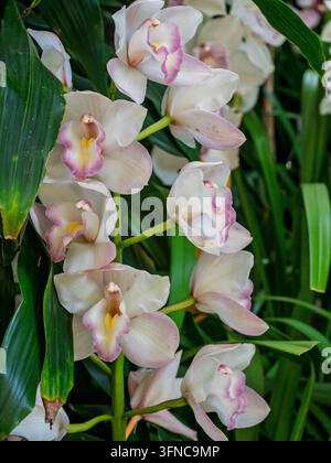 Eine Nahaufnahme einer eleganten weißen Cymbidium-Orchideenblüte in voller Blüte mit einem markanten gesprenkelten rosa und gelben Lippenblatt. Feria de las Flores. Stockfoto