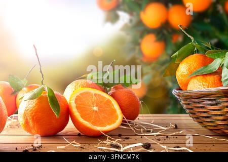 Gruppe von frischen Orangen in einem Korb und auf einem braunen Holztisch in einer Orangenplantage. Mit einem Baum- und Gartenhintergrund bei Nachmittagssonne. Horizontale Komposition. Frontansicht. - Fotomontage Stockfoto