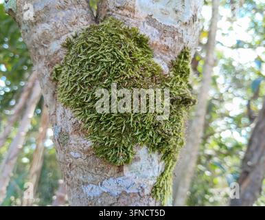 Nahaufnahme von leuchtend grünem Moos, das auf der Rinde eines alten Baumstamms im Wald wächst. Üppige Moosstruktur auf dem Baum mit verschwommenem natürlichem Hintergrund, Symbol für Natur, Feuchtigkeit, Ökologie und tropisches Waldökosystem. Stockfoto