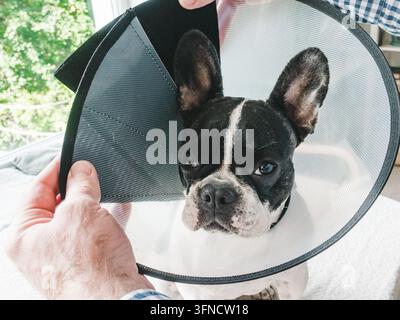 Haustierbesitzer setzt einen schützenden Plastik-Elizabethan-Kragen an einem French Bulldog an. Genesung des Haustiers nach einer Operation oder tierärztlichen Behandlung. Gesundheitsversorgung und Hygiene Stockfoto