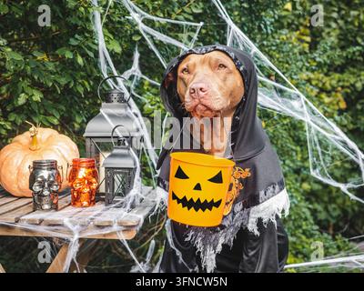 Süßer Hund in einem festlichen Kostüm sitzt mit Halloween-Dekorationen. Schwarze Laternen, Schädelkerzen, Spinnweben und Kürbis. Symbolisiert Halloween-Spaß. Ideal Stockfoto
