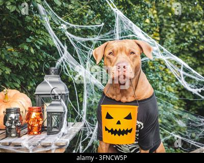 Süßer Hund in einem festlichen Kostüm sitzt mit Halloween-Dekorationen. Schwarze Laternen, Schädelkerzen, Spinnweben und Kürbis. Symbolisiert Halloween-Spaß. Ideal Stockfoto