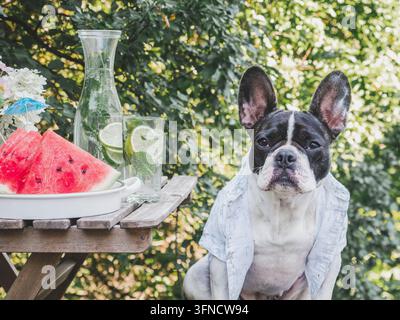 Charmante Französische Bulldogge trägt ein helles Hawaiihemd Stockfoto