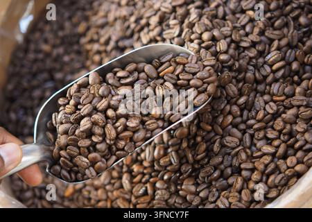 Frisch geröstete Kaffeebohnen in einem großen Behälter mit einer Schaufel Stockfoto