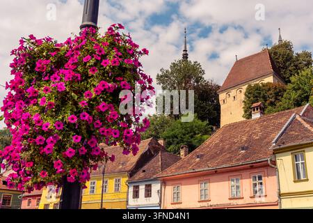 Farbenfrohe alte Stadthäuser und blühende Straßenauslage in Sighisoara, Siebenbürgen, Rumänien Stockfoto