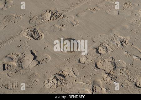 Quallen auf dem Sand am niederländischen Strand. Fußspuren, Radspuren. Herbst, Oktober, Niederlande. Stockfoto