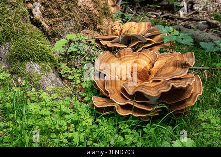 Schichtpilz, der am Fuße eines moosigen Baumes wächst Stockfoto