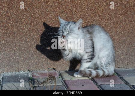 Porträt einer grauen Katze, die an einem sonnigen Sommertag im Hof ihre Vorderpfote wäscht, Nahaufnahme. Silberne Katze leckt ihre Vorderpfote mit der Zunge nach dem Essen Stockfoto