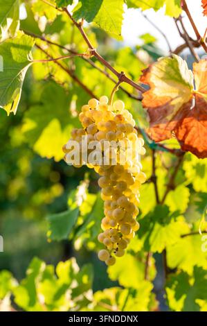 Büschel weißer Trauben, die an einer Weinrebe zwischen grünen und Herbstblättern hängen Stockfoto