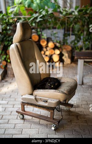 Ruhige Katze, die bequem auf einem alten Ledersitz im Freien im Hinterhof des Hauses liegt. Stockfoto