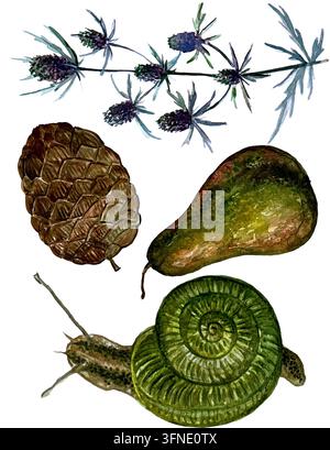 Ein Satz natürlicher Objekte. Ein Satz aus Schnecken, Kegeln, Birnen und Blaukappen Stockfoto