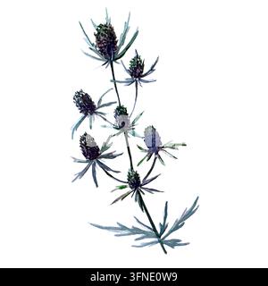 Aquarell-Blumen mit blauen Köpfen, getrocknete Blumen, Natur Stockfoto