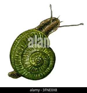 Aquarell Grünes Natürliches süßes Schneckeninsect Stockfoto