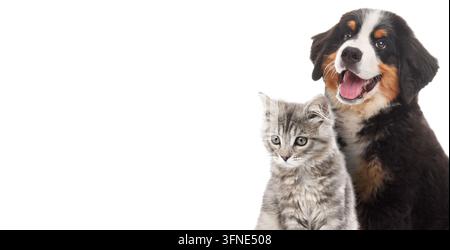 Sennenhund-Welpe und flauschiges Kätzchen vor weißem Hintergrund Stockfoto