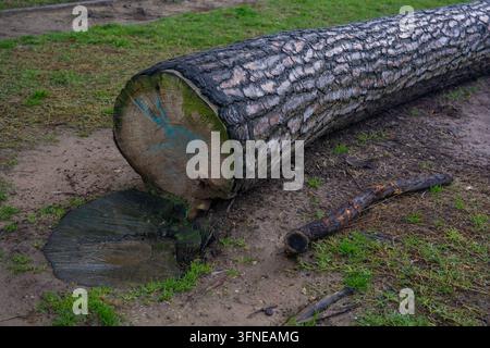 Verwitterter umgestürzter Baumstamm und geschnittenes Holz auf schlammigem Gras Stockfoto