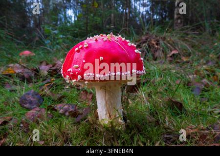 Junge fly Agaric Stockfoto