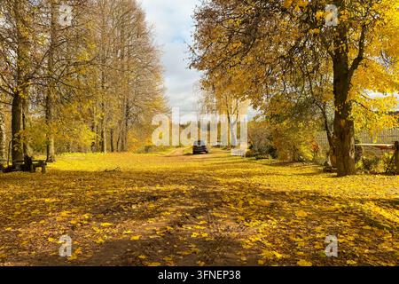 Goldene Blätter bedecken den Boden unter hohen Bäumen. Ein einsames Auto fährt einen stillen, mit Blättern übersäten Weg hinunter. Sanftes Sonnenlicht dringt durch das Herbstkanon Stockfoto