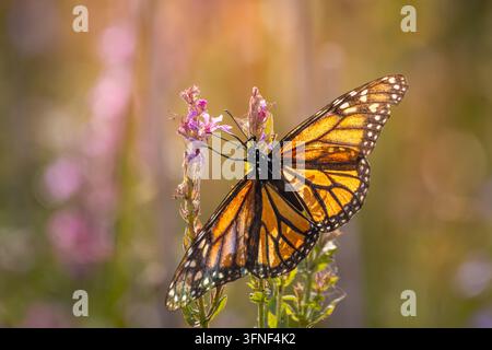 Ein schöner erwachsener Monarchfalter (Danaus plexippus) sitzt auf einer blühenden purpurfarbenen Weideriche-Pflanze (Lythrum salicaria), um Nektar zu trinken. Photographe Stockfoto