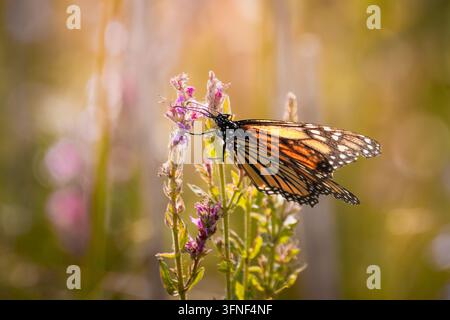 Ein schöner erwachsener Monarchfalter (Danaus plexippus) sitzt auf einer blühenden purpurfarbenen Weideriche-Pflanze (Lythrum salicaria), um Nektar zu trinken. Photographe Stockfoto