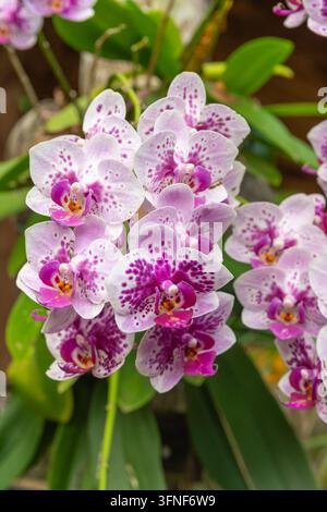 Nahaufnahme violetter Orchideen in einem tropischen Wald. Stockfoto