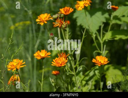 Calendula officinalis, Ringelblume, mit lebhaften orangefarbenen Blüten, die zwischen üppigem grünen Laub in einem natürlichen Cottage-Garten blühen. Stockfoto